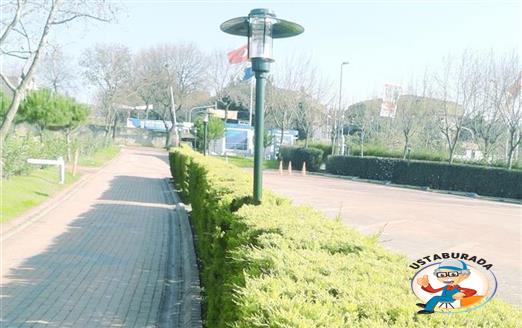 Liman Ağacı Çalışması
