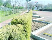 Liman Ağacı