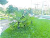 Palmiye Ağacı Çalışması
